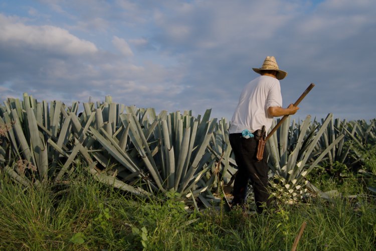 Escape Natural: Deja el Bullicio de las Ciudades y Explora la Naturaleza.