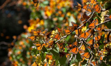 13 Maravillas Naturales de México: ¡Descubre la magia!