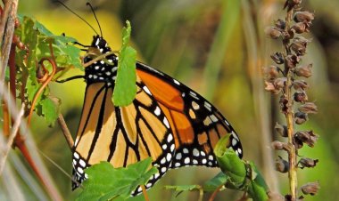 Descubre el Fascinante Mundo de las Mariposas Monarca.