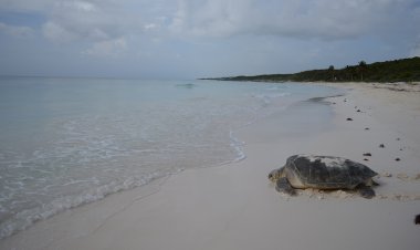 Explora el Mundo: 10 de los Parques Nacionales más Impresionantes de México