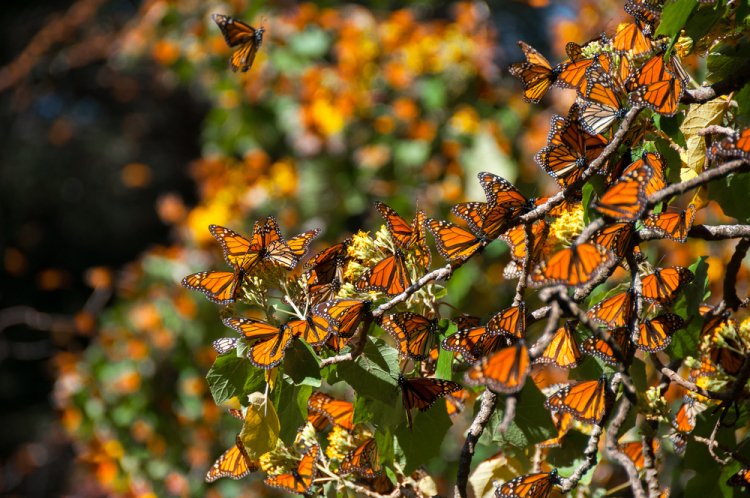 13 Maravillas Naturales de México: ¡Descubre la magia!