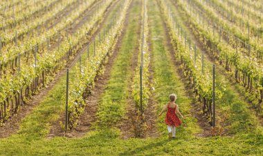 Ruta del Vino: Explora Baja California a través del vino.