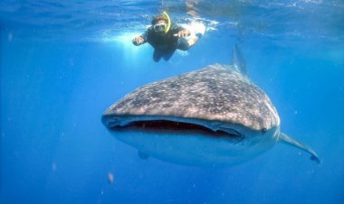 Vive el Viaje de Lujo que Necesitas: ¡Una Experiencia Inolvidable!