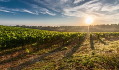 Descubre la magia de la Ruta del Vino: Vivir un Sueño en Sus Destinos Más Exclusivos