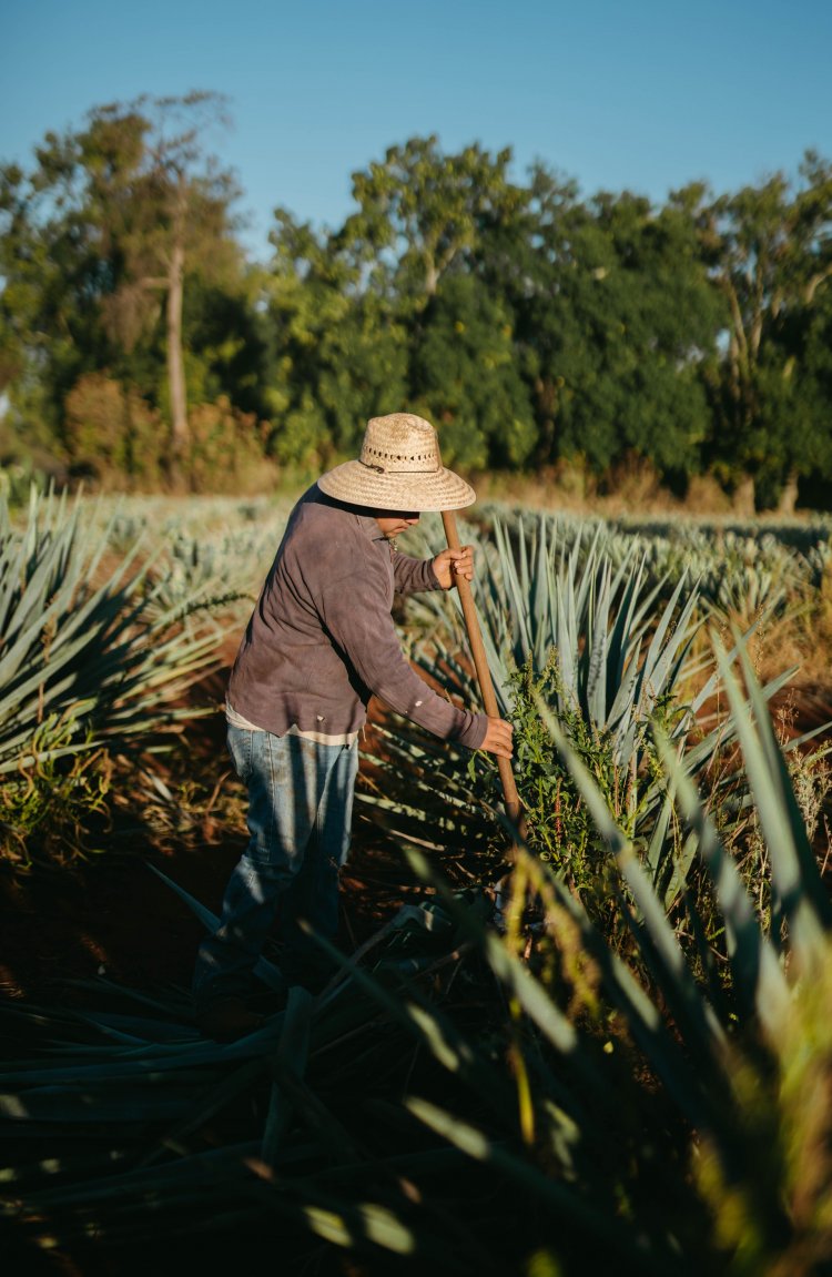 Descubre el Valle del Tequila: Una Aventura de Sabores y Tradiciones