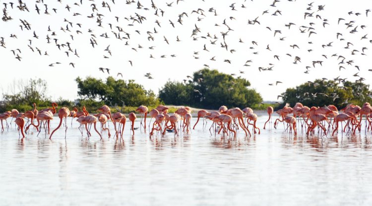 Descubre los 3 mejores destinos para avistamiento de aves en México.