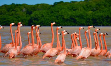 Descubre El Cuyo: Una Isla de Sueños Escondida en el Caribe