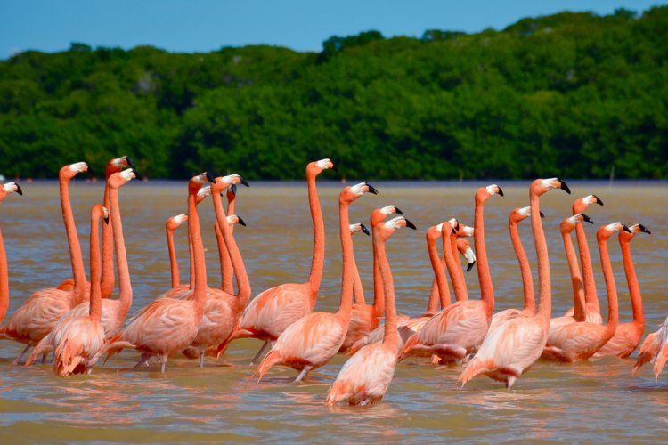 Descubre El Cuyo: Una Isla de Sueños Escondida en el Caribe