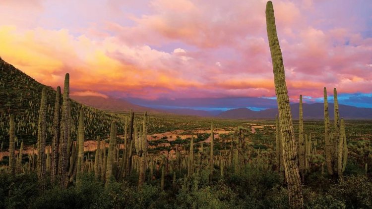 Descubre el Valle de Tehuacán-Cuicatlán: Una Joya Cultural de México.