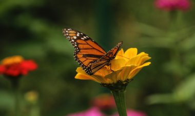 Descubre el Misterio de la Mariposa Monarca: Viaja a un País Mágico