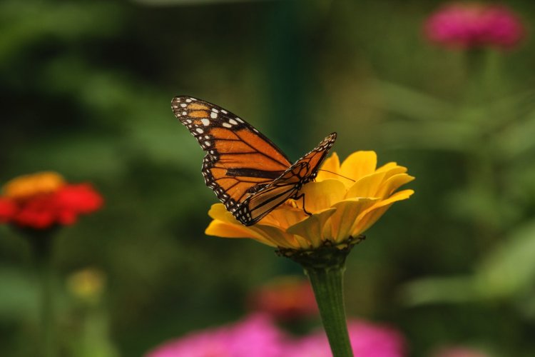 Descubre el Misterio de la Mariposa Monarca: Viaja a un País Mágico