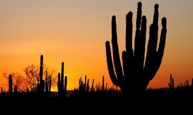 Explora el Desierto de Chihuahua: Una Experiencia Única e Inolvidable