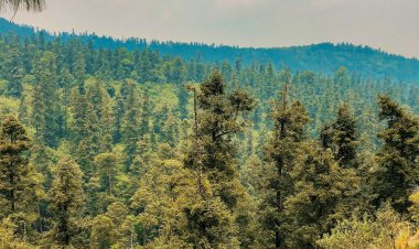 Explora el Misterio del Bosque del Desierto de los Leones