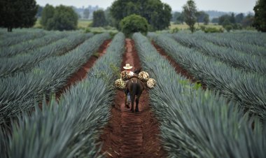 Explora la Magia de la Ruta del Tequila en Guanajuato
