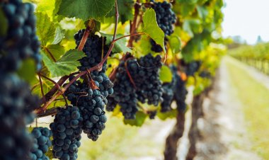 Descubre la magia de Baja California: El Paraíso de los Winelovers