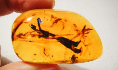 Chiapas: el corazón Ámbar de México