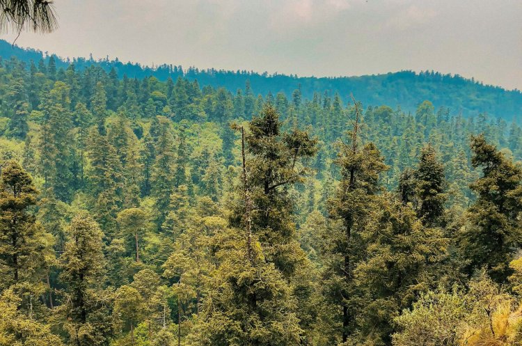 Explora el Misterio del Bosque del Desierto de los Leones