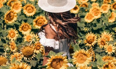 Descubre la Encantadora Ruta del Girasol en San Luis Potosí.
