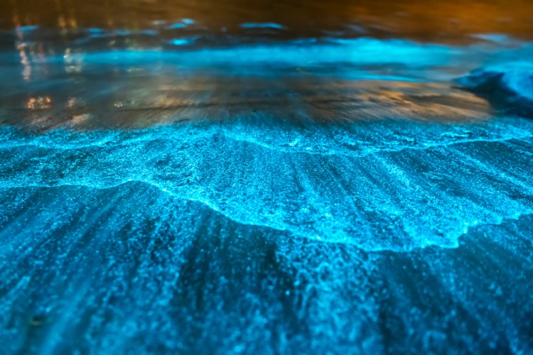 Brillas en México: Playas Nocturnas Mágicas