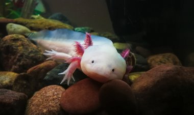 Explora México: Descubre la Vida Salvaje Endémica