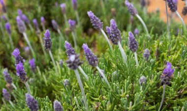Explora los Encantadores Campos de Flores de México