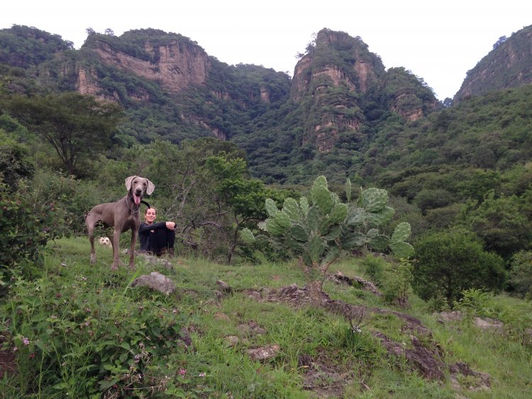 ¡Explora el Pet Friendly Destino Soñado en México!