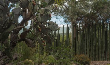 Descubre el fascinante Museo Viviente de Querétaro