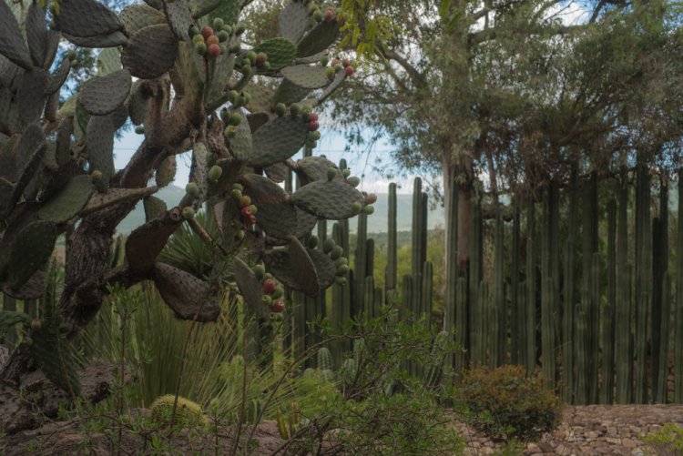 Descubre el fascinante Museo Viviente de Querétaro