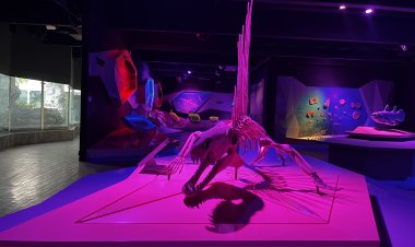 Descubre la Colección de Reptiles del Mesozoico Mexicano en el Museo de la Evolución de Puebla