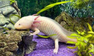 Descubre el Único Anfibio Endémico y Exótico de Pachuca