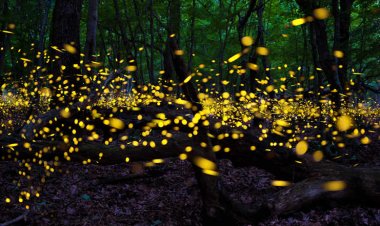Descubre los 3 mejores santuarios de luciérnagas en México
