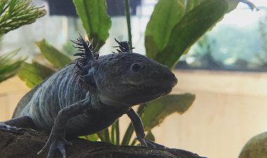 Descubre al Intrigante Sapo de la CDMX