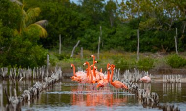 Descubre el Paraíso Rosa de Celestún, Yucatán