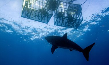 ¡Explora la Isla Guadalupe y ve al Tiburón Blanco de Cerca!