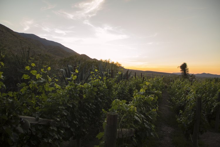 Descubre Parras de la Fuente: ¿Qué hay para hacer?