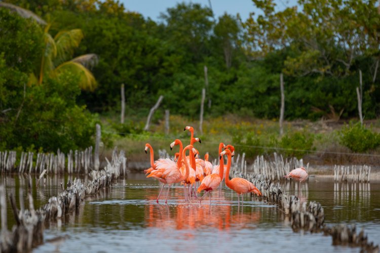 Descubre el Paraíso Rosa de Celestún, Yucatán