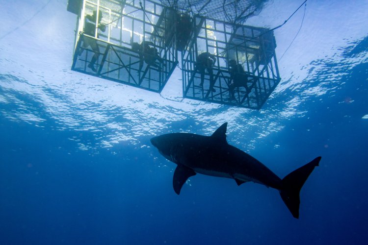 ¡Explora la Isla Guadalupe y ve al Tiburón Blanco de Cerca!