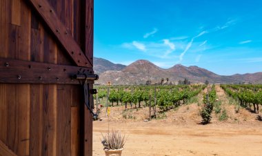 Explora México a través del enoturismo de otoño