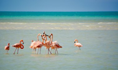Explora la Naturaleza en San Crisanto, Yucatán: Una Aventura Ecoturística Inolvidable