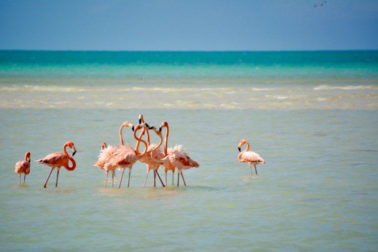 Explora la Naturaleza en San Crisanto, Yucatán: Una Aventura Ecoturística Inolvidable.