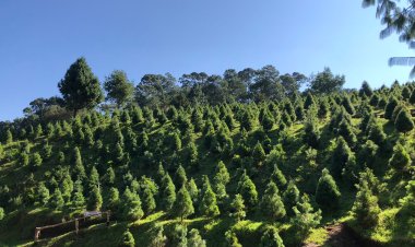 4 Lugares Inolvidables para Comprar tu Árbol de Navidad.