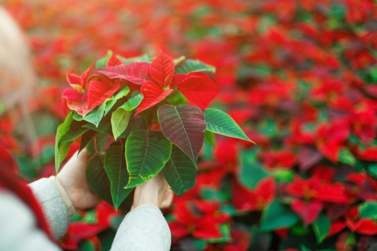 Explora la magia de Nochebuena: Visitando los Campos Mexicanos.