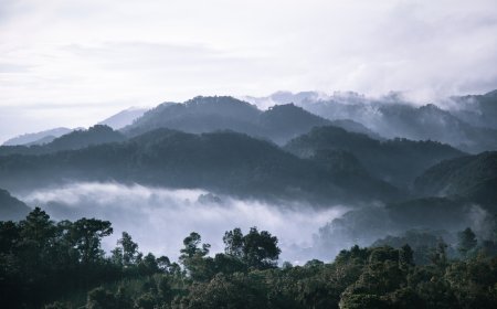 Conoce El Bosque Mágico Más Increíble