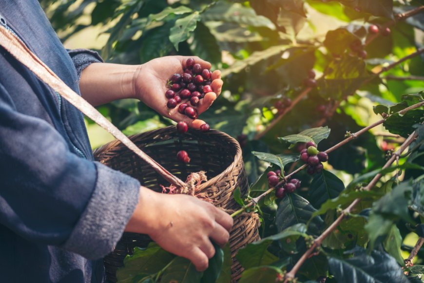 Explora Xicotepec: Recorre la Bio Ruta del Café