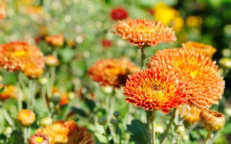 Descubre Zinacantán: La Ciudad de Las Flores Durante La Primavera