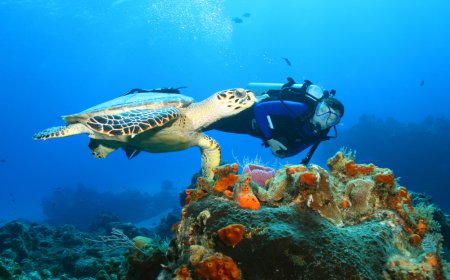 Los 3 Mejores Arrecifes de Cozumel: ¡Explora el Mundo Submarino!