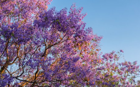 Explora el Encanto de Michoacán en Primavera: Visita el Pueblo Mágico de Tuxtla.