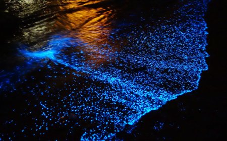 Espectáculo de Bioluminiscencia de Holbox te sorprenderá esta Temporada