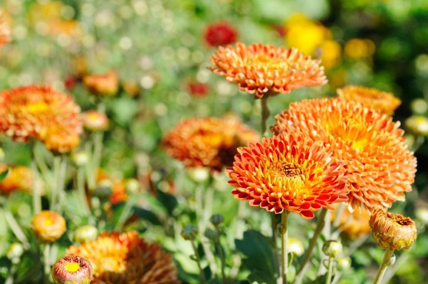 Descubre Zinacantán: La Ciudad de Las Flores Durante La Primavera