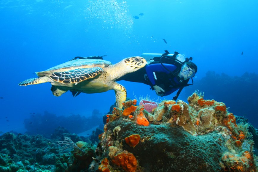 Los 3 Mejores Arrecifes de Cozumel: ¡Explora el Mundo Submarino!